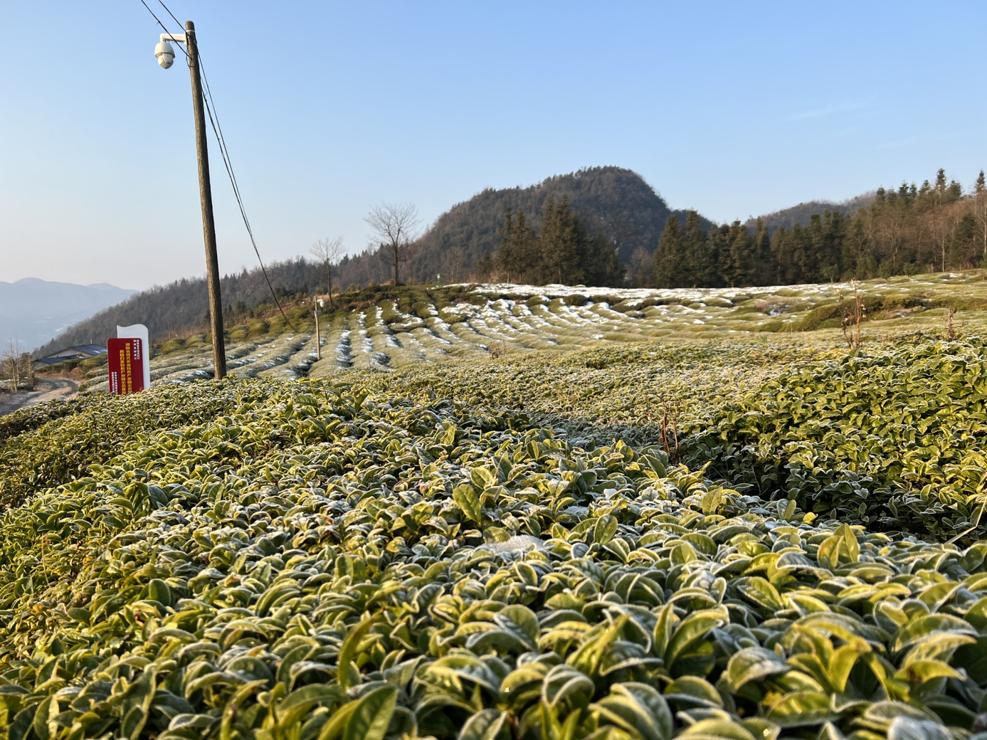 茶葉基地